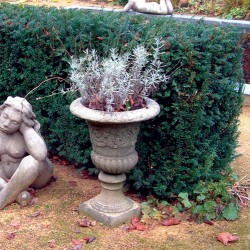 Picture of Classical Vase