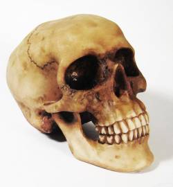 Picture of Vladimir Skull (Large)