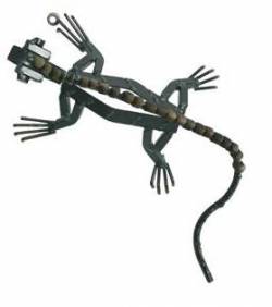 Picture of Clear Agama Wall Lizard