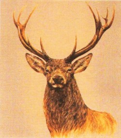 Picture of Stag II Wall Tapestry