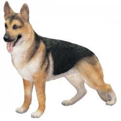 Picture of German Shepherd Standing (Best of Breed)