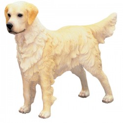 Picture of Golden Retriever Standing (Best of Breed)