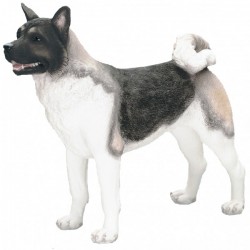 Picture of Japanese Akita Standing (Best of Breed)