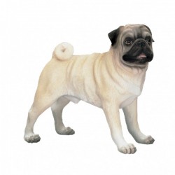 Picture of Pug Standing (Best of Breed)