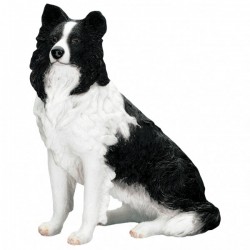 Picture of Border Collie Sitting (Best of Breed)