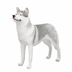 Picture of Siberian Husky Standing (Best of Breed)