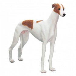 Picture of Greyhound Standing (Best of Breed)