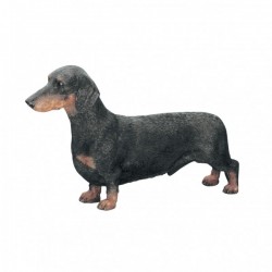 Picture of Dachshund Standing (Best of Breed)