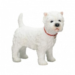 Picture of West Highland Terrier (Best of Breed)