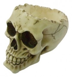 Picture of Lobo Skull