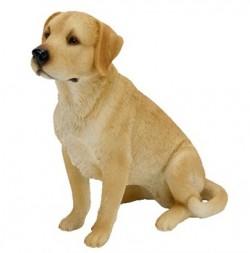 Picture of Golden Labrador Sitting (Best of Breed)