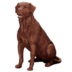 Picture of Brown Labrador Sitting (Best of Breed)