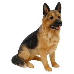 Picture of German Shepherd Sitting (Best of Breed)