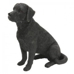 Picture of Black Labrador Sitting (Best of Breed)