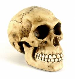 Picture of Human Skull Ornament